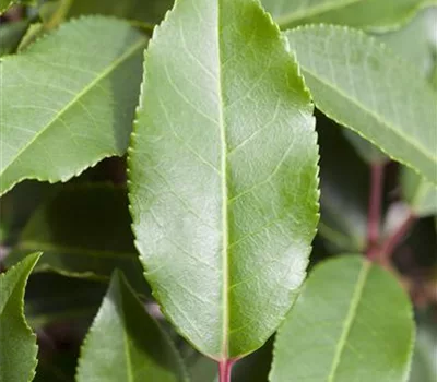 Prunus lusitanica 'Angustifolia'