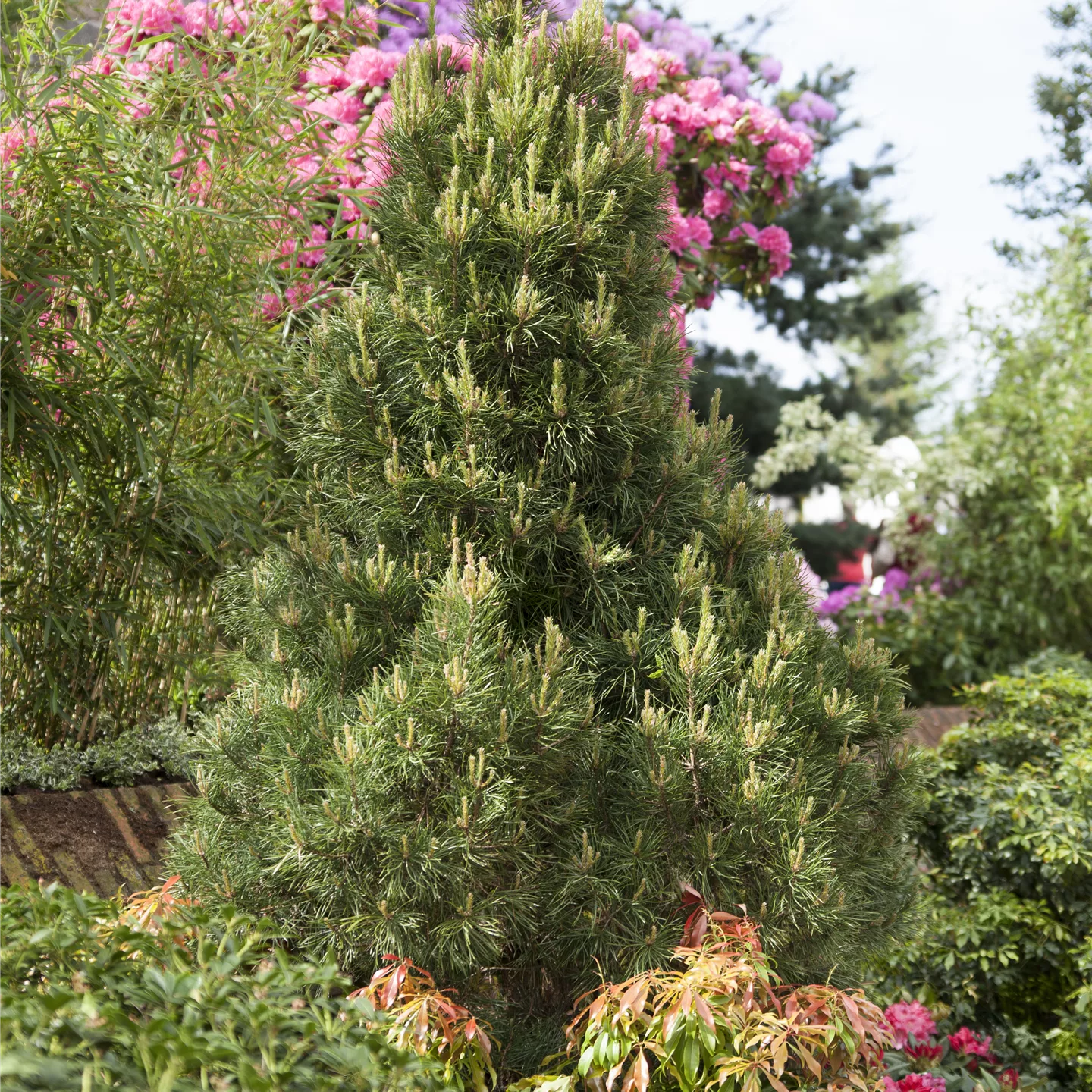 Pinus sylvestris 'Globosa Viridis'