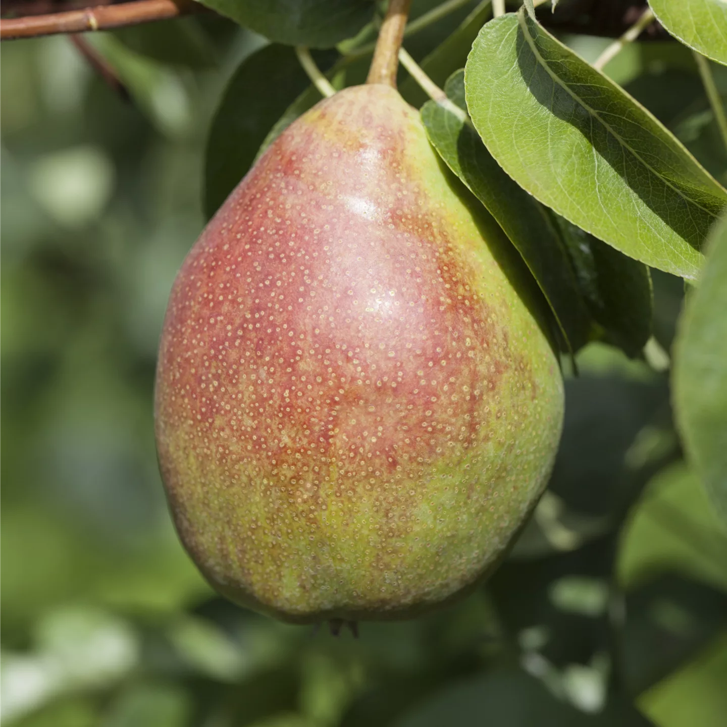 Pyrus (Birne) 'Clapps Liebling'