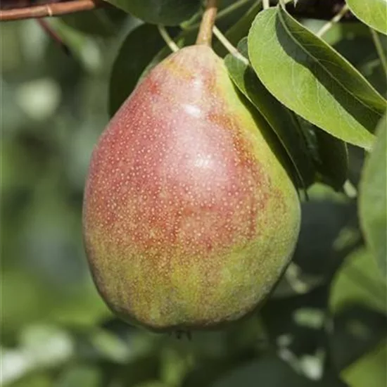 Pyrus (Birne) 'Harrow Sweet'