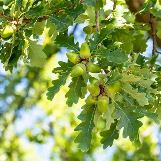 Quercus petraea