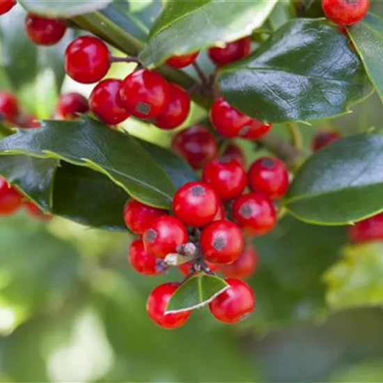 Ilex aquifolium 'Alaska'