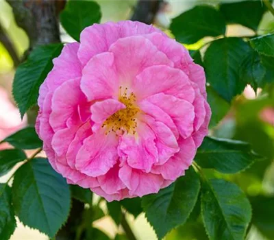 Rosa gallica