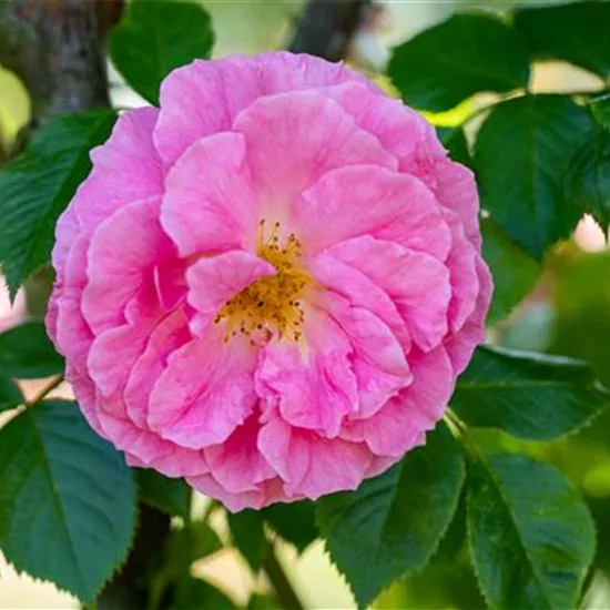 Rosa gallica