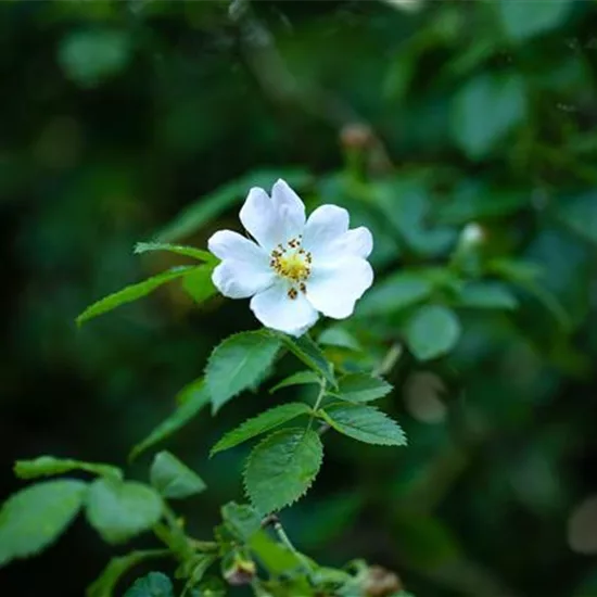 Rosa arvensis