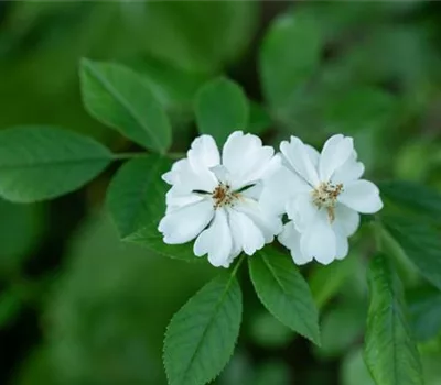 Rosa multiflora