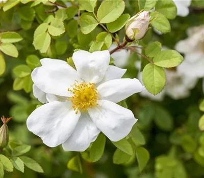 Rosa spinosissima