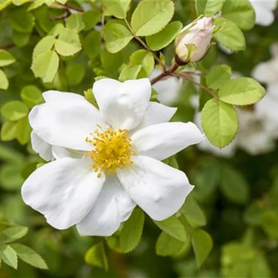 Rosa spinosissima