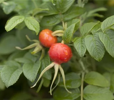 Rosa rugosa