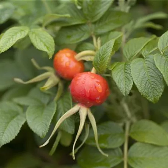 Rosa rugosa