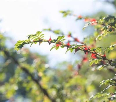 Rosa sericea f. pteracantha