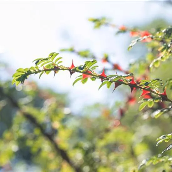 Rosa sericea f. pteracantha