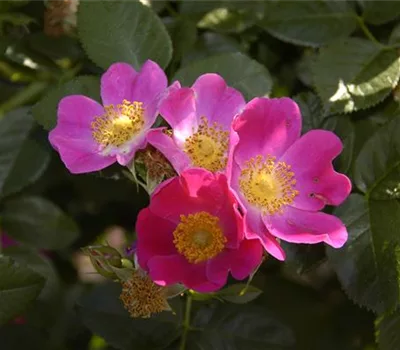 Rosa pendulina