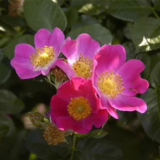 Rosa pendulina