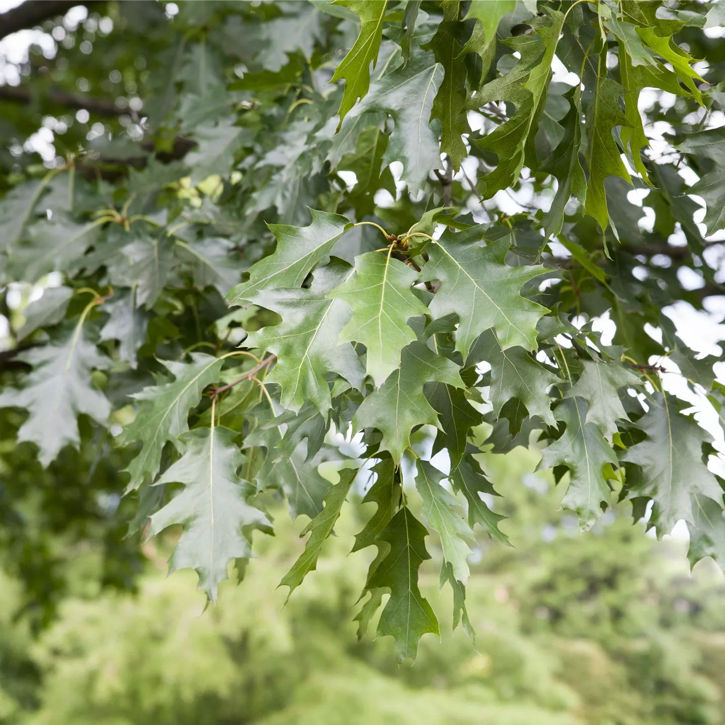 Quercus rubra