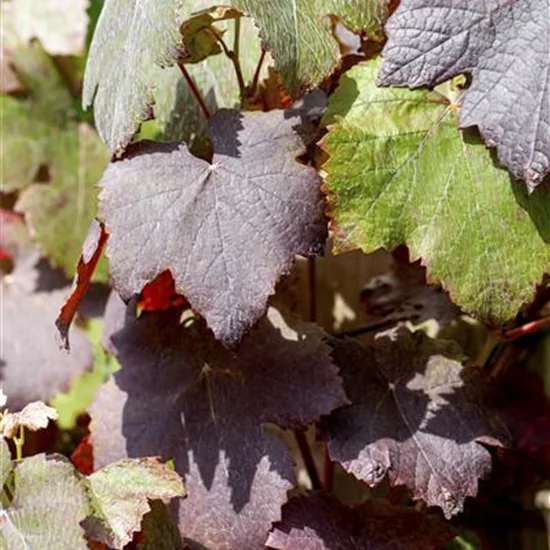 Vitis vinifera 'Purpurea'