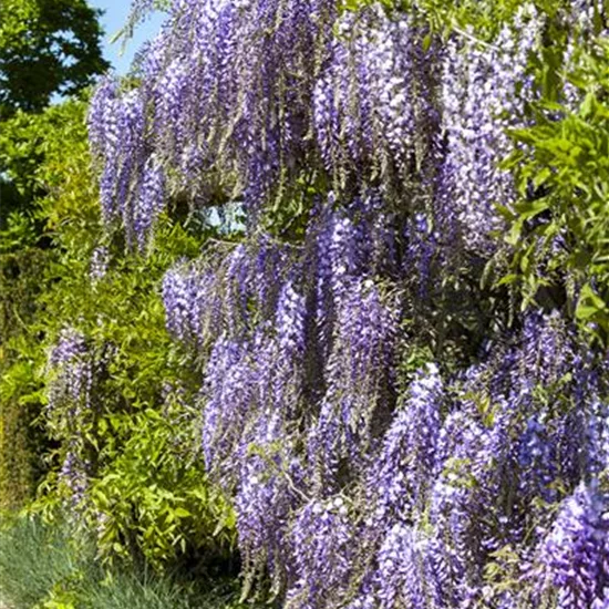 Wisteria floribunda