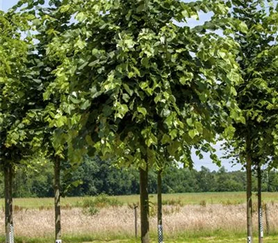 Tilia tomentosa 'Brabant' dachförmig