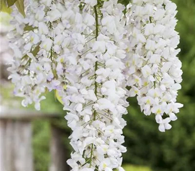 Wisteria sinensis 'Alba'