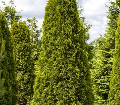 Thuja occidentalis 'Smaragd'