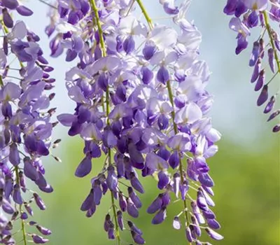 Wisteria sinensis 'Prolific'