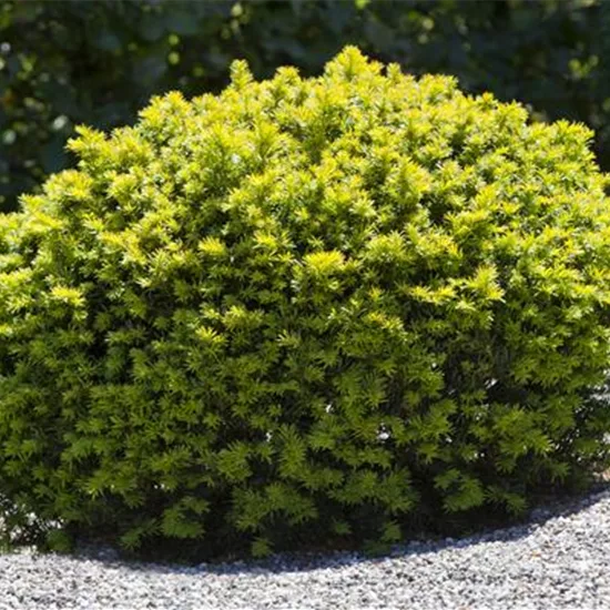 Taxus baccata Kugel