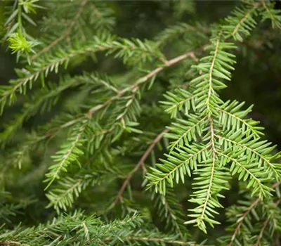 Tsuga canadensis