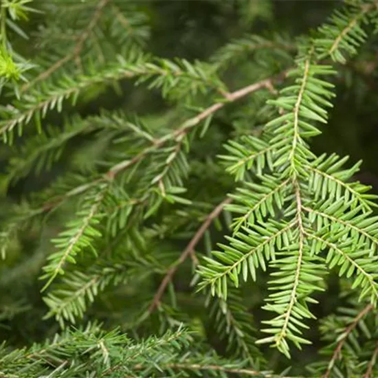 Tsuga canadensis