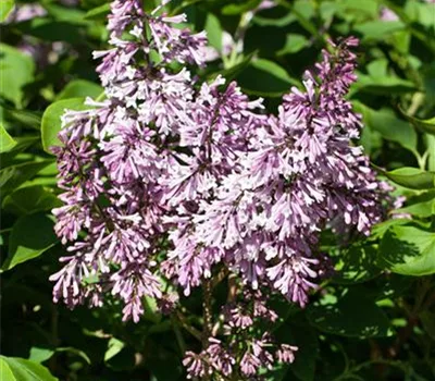 Syringa patula 'Miss Kim'