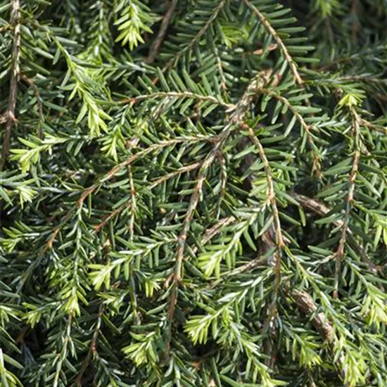 Tsuga canadensis 'Cole's Prostrate'