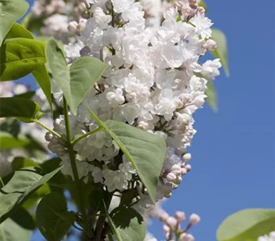 Syringa vulgaris 'Beauty of Moscow'