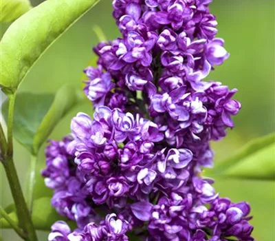 Syringa vulgaris 'Charles Joly'