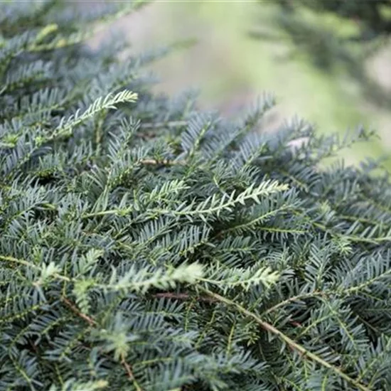 Taxus baccata 'Dovastoniana'