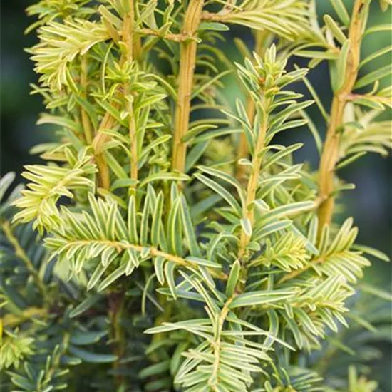 Taxus baccata 'Dovastonii Aurea'