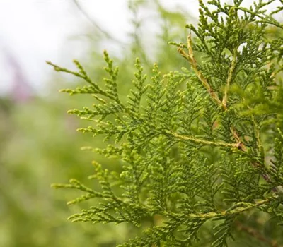 Thuja occidentalis 'Brabant'