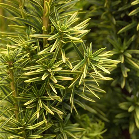 Taxus baccata 'Fastigiata Aurea'