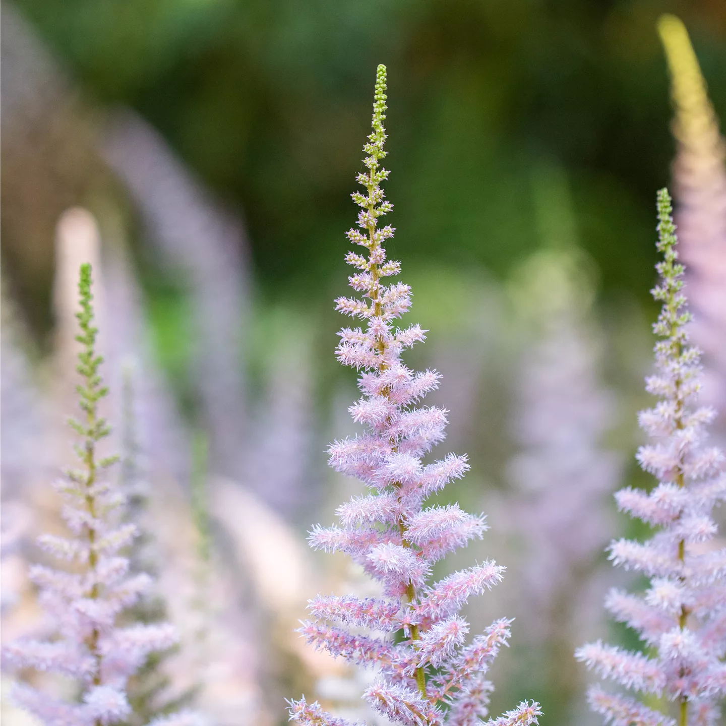 Astilbe chinensis 'Pumila'