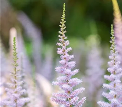 Astilbe chinensis 'Pumila'