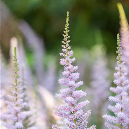 Astilbe chinensis 'Pumila'