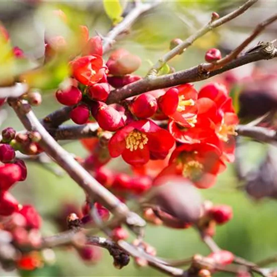 Chaenomeles cathayensis