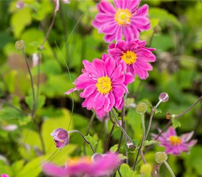 Anemone japonica 'Prinz Heinrich'