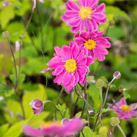 Anemone japonica 'Prinz Heinrich'