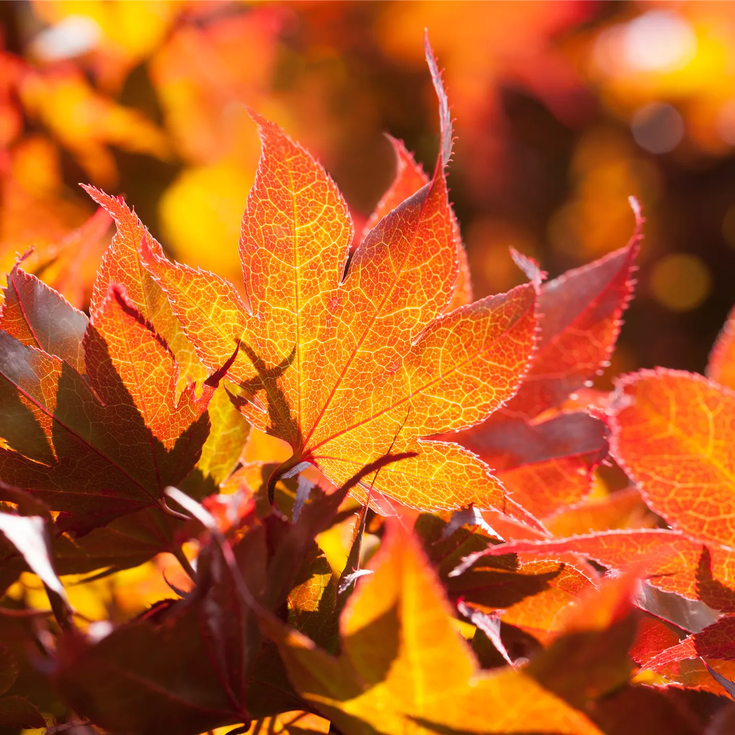 Acer palmatum 'Fireglow'