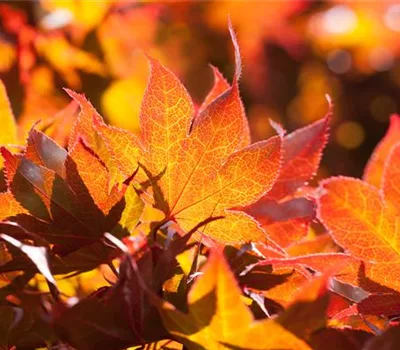 Acer palmatum 'Fireglow'