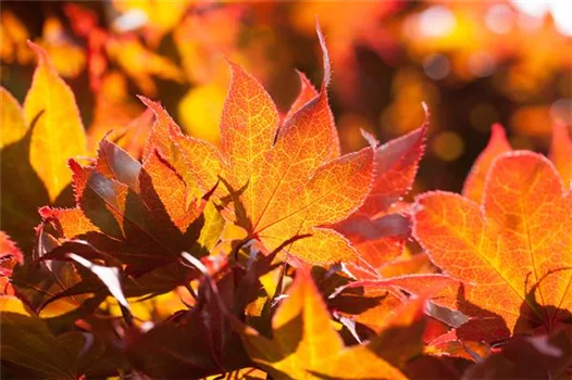 Der herbstliche Garten schön in Form