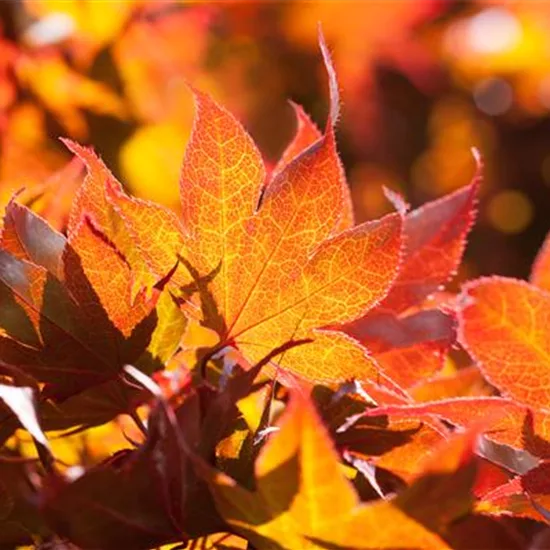 Acer palmatum 'Fireglow'