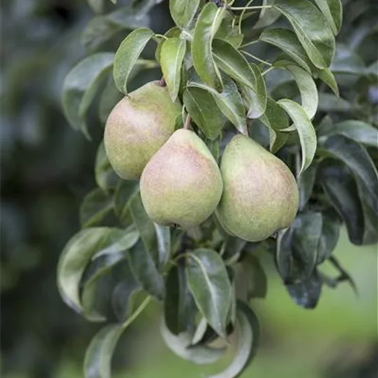 Pyrus communis