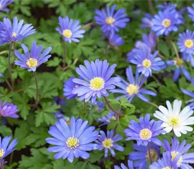 Anemone blanda 'Blue Shades'