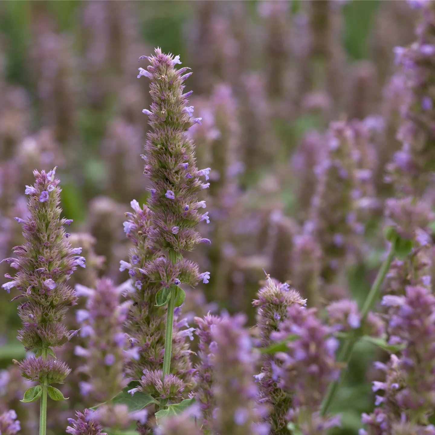 Agastache rugosa