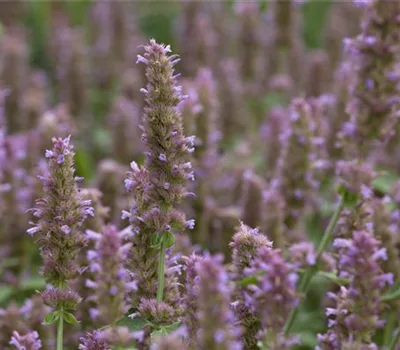 Agastache rugosa